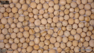 seed
