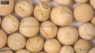 column seed