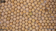 seed