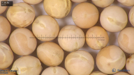 column seed