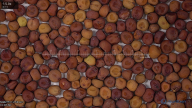 seed