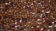 Click for 9 image(s) for this accession. seed