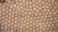 seed