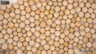 seed