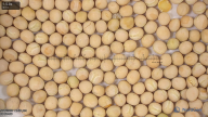 seed