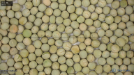 seed