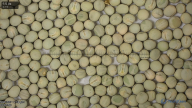 seed