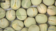 column seed