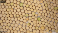seed