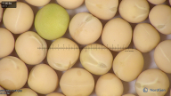 column seed