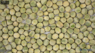 seed