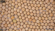 column seed