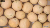 column seed