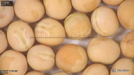 column seed