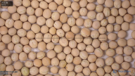 column seed