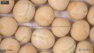 column seed