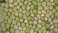 seed