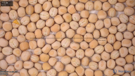 seed
