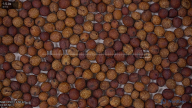 seed