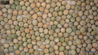 seed
