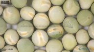 column seed