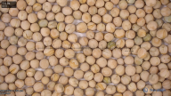 seed