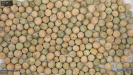 seed
