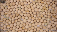 seed