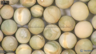 column seed