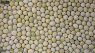 seed