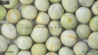 column seed