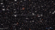seed