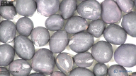 column seed