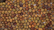 seed