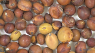 column seed