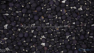 column seed