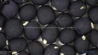 column seed