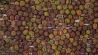seed