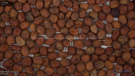 seed