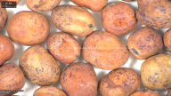 column seed