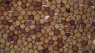 seed