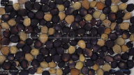 seed