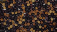 seed