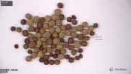 column seed