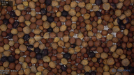 seed