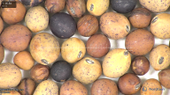column seed