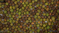 seed