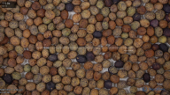 seed