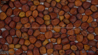 seed
