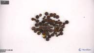 seed